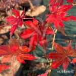 Acer palmatum 'Britta's Best' - Érable du Japon