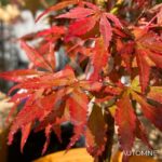Acer palmatum 'Anna's Broom' - Érable du Japon