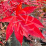 Acer palmatum 'Christy Ann' - Érable du Japon rouge chez Palmatia Plantes