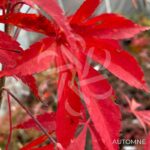 Acer palmatum 'Christy Ann' - Érable du Japon rouge chez Palmatia Plantes