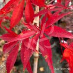 Acer palmatum 'Christy Ann' - Érable du Japon rouge chez Palmatia Plantes