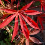 Acer palmatum 'Christy Ann' - Érable du Japon rouge chez Palmatia Plantes