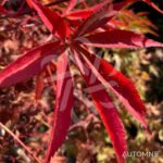 Acer palmatum 'Christy Ann' - Érable du Japon rouge chez Palmatia Plantes
