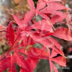 Acer palmatum 'Christy Ann' - Érable du Japon rouge chez Palmatia Plantes