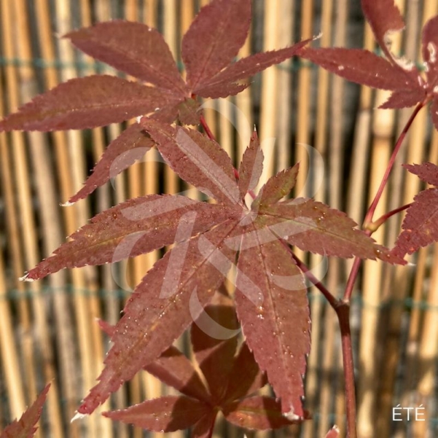 Acer Palmatum 'Granat' - Érable du Japon