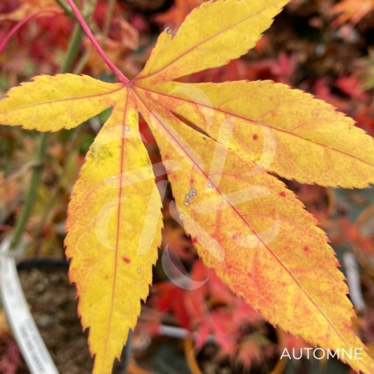 Acer palmatum 'Ide No Sato' - Érable du Japon