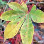 Acer palmatum 'Ide No Sato' - Érable du Japon