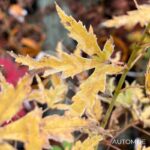 Acer Palmatum 'Iyoshi' - Érable du Japon
