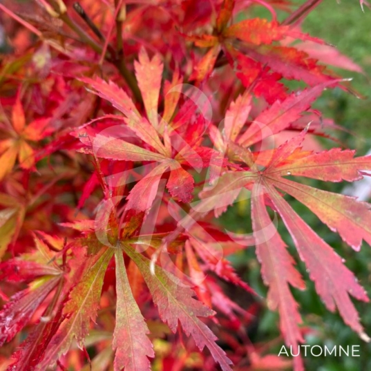 Acer Palmatum 'Jerre Schwartz' - Érable du Japon