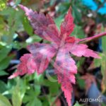 Acer palmatum 'Kenko Nishiki' - Érable du Japon