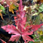 Acer palmatum 'Kenko Nishiki' - Érable du Japon