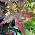 Acer palmatum 'Kenko Nishiki' - Érable du Japon