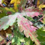 Acer palmatum 'Kenko Nishiki' - Érable du Japon