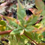 Acer palmatum 'Kenko Nishiki' - Érable du Japon