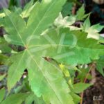 Acer palmatum 'Kenko Nishiki' - Érable du Japon