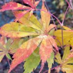 Acer Palmatum 'Kenzan' - Érable du Japon