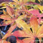 Acer Palmatum 'Kenzan' - Érable du Japon