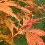 Acer Palmatum 'Kenzan' - Érable du Japon