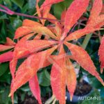 Acer palmatum 'Yoshimizu' - Érable du Japon