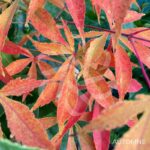Acer palmatum 'Yoshimizu' - Érable du Japon