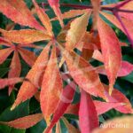 Acer palmatum 'Yoshimizu' - Érable du Japon