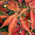 Acer palmatum 'Yoshimizu' - Érable du Japon