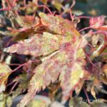 Acer Palmatum 'Ryugu' - Érable du Japon
