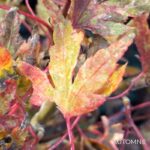 Acer Palmatum 'Ryugu' - Érable du Japon