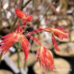 Acer Palmatum 'Barbara' - Érable du Japon