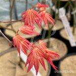 Acer Palmatum 'Barbara' - Érable du Japon