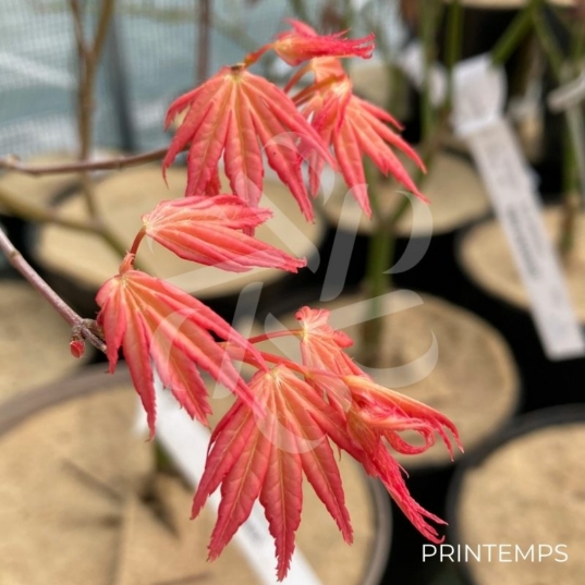 Acer Palmatum 'Barbara' - Érable du Japon