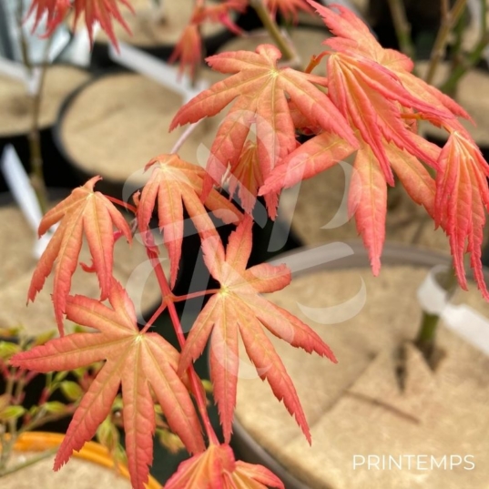 Acer Palmatum 'Barbara' - Érable du Japon