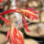 Acer Palmatum 'Barbara' - Érable du Japon