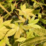 Acer Palmatum 'Barbara' - Érable du Japon