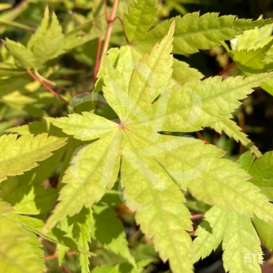 Acer Palmatum 'Barbara' - Érable du Japon