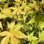 Acer Palmatum 'Barbara' - Érable du Japon