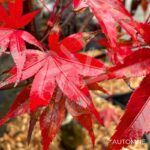 Acer palmatum 'Fireglow' - Érable du Japon