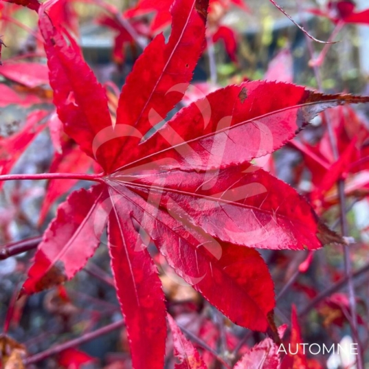 Acer palmatum 'Fireglow' - Érable du Japon