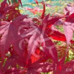 Acer palmatum 'Fireglow' - Érable du Japon