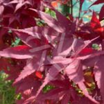 Acer palmatum 'Fireglow' - Érable du Japon