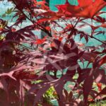 Acer palmatum 'Fireglow' - Érable du Japon