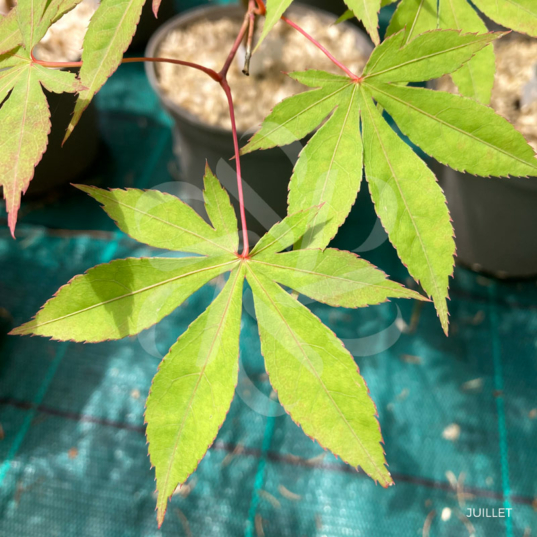 Acer palmatum 'Ide No Sato' - Érable du Japon