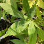 Acer palmatum 'Ide No Sato' - Érable du Japon