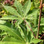 Acer palmatum 'Ide No Sato' - Érable du Japon