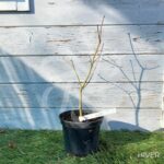 Acer palmatum 'Ide No Sato' - Érable du Japon