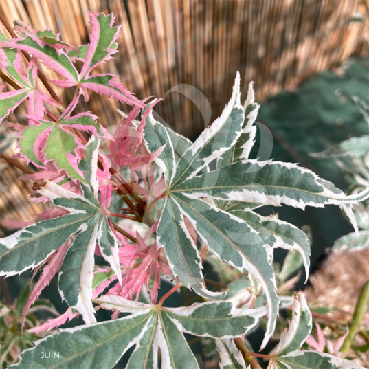 Acer Palmatum 'Iyoshi' - Érable du Japon