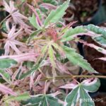 Acer Palmatum 'Iyoshi' - Érable du Japon