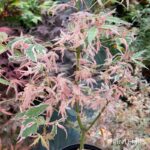 Acer Palmatum 'Iyoshi' - Érable du Japon