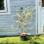 Acer Palmatum 'Iyoshi' - Érable du Japon