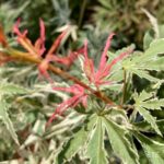 Acer Palmatum 'Iyoshi' - Érable du Japon